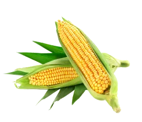 picture of corn