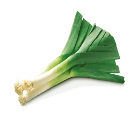 picture of leek