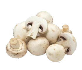 picture of mushrooms